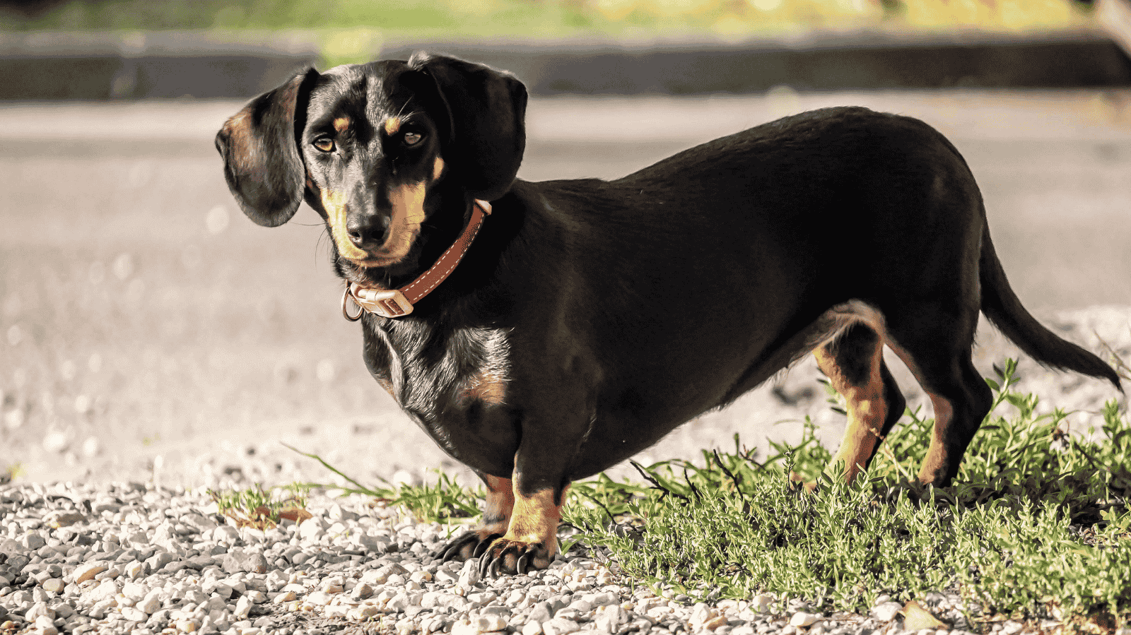 Cachorro Salsicha com hérnia de disco: sintomas e tratamentos