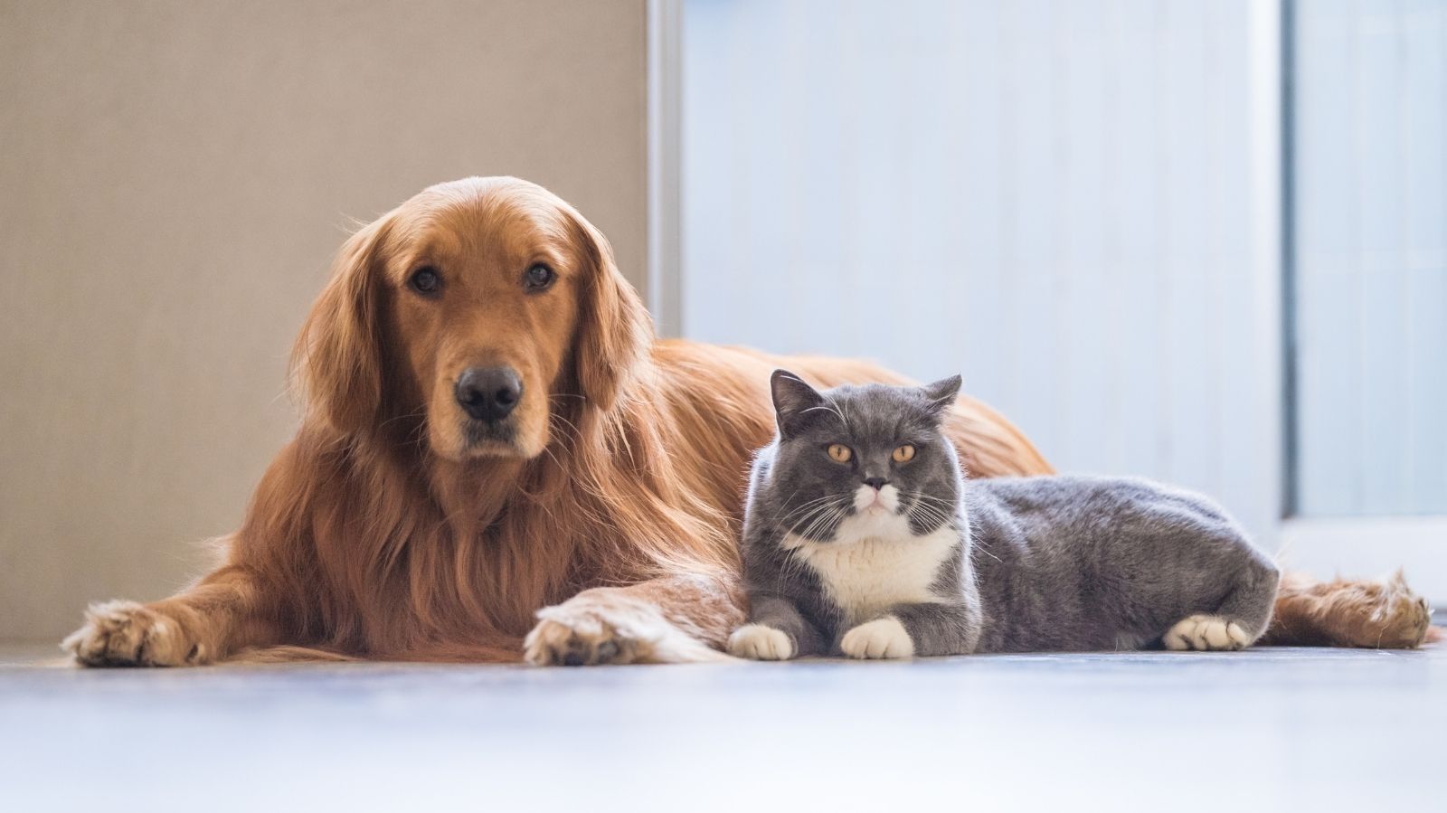 Fevereiro Roxo: prevenção de doenças em pets idosos