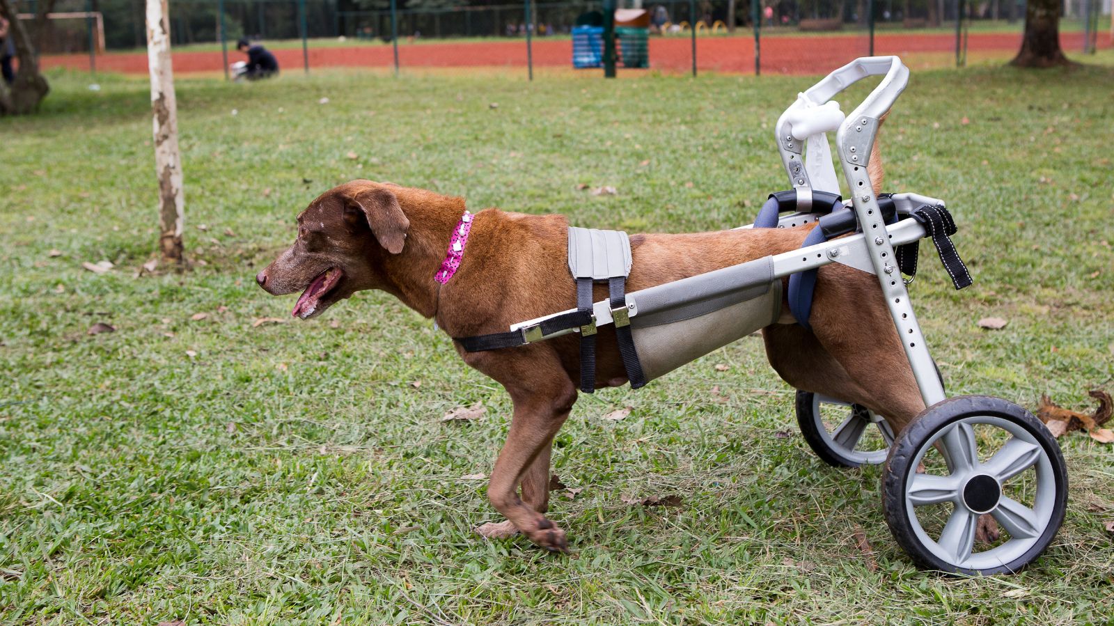 Cachorro paraplégico: 5 exercícios de fisioterapia que melhoram a mobilidade