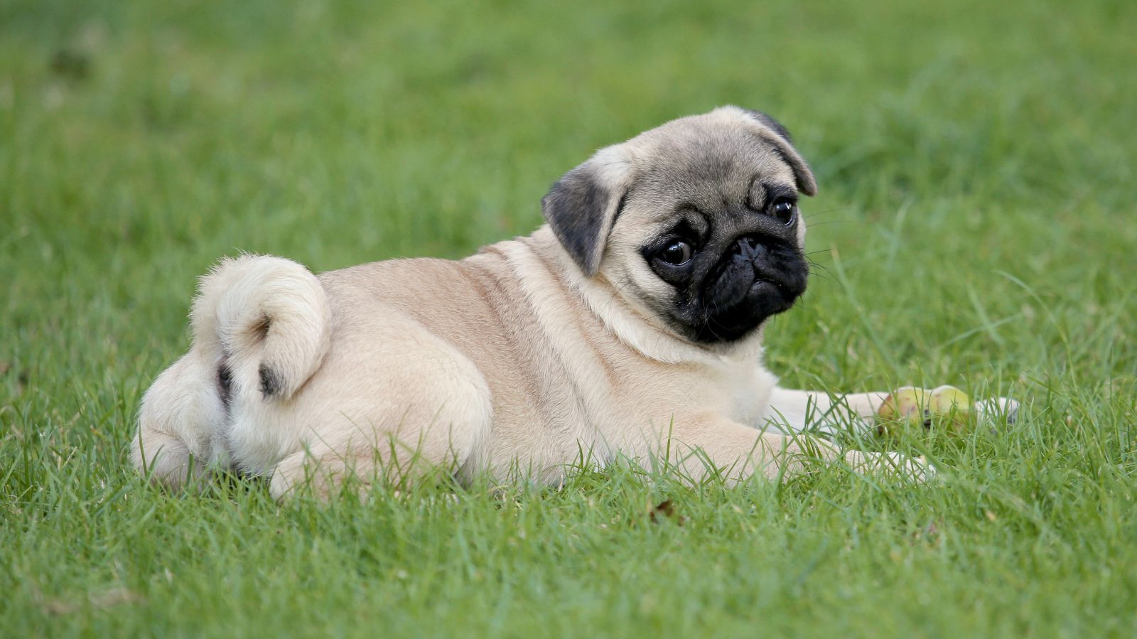 Dermatite em pug: saiba como identificar e tratar