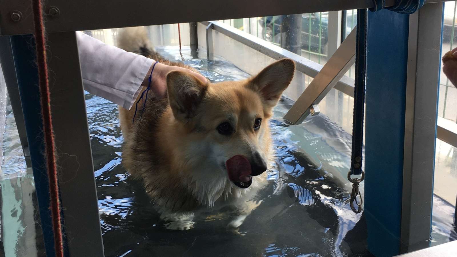 Exercícios fisiátricos para aliviar a dor do seu pet: Fisio Care Pet Itabira