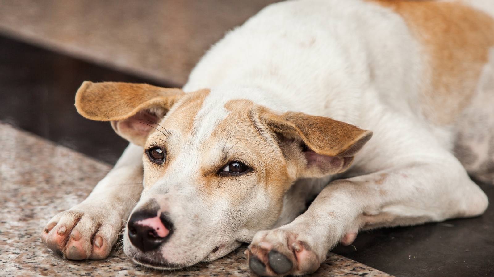 Leptospirose em cachorro tem cura? Sim, saiba como tratar
