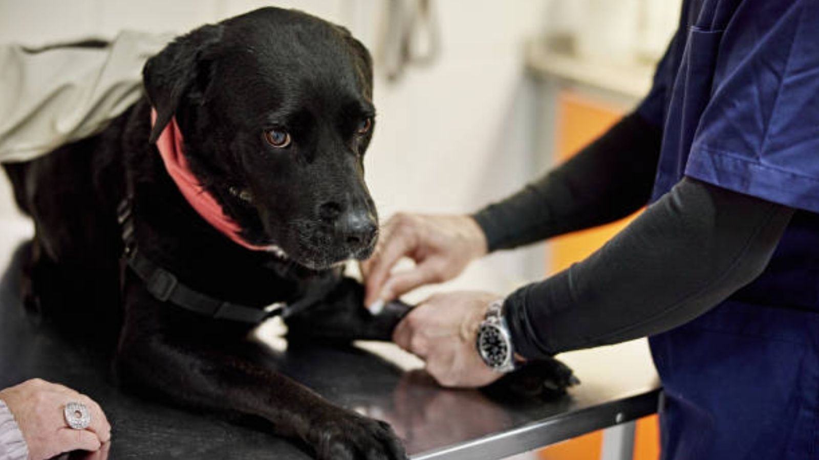 Clínica Veterinária em Jacareí: tratamento para pets com dificuldade de mobilidade