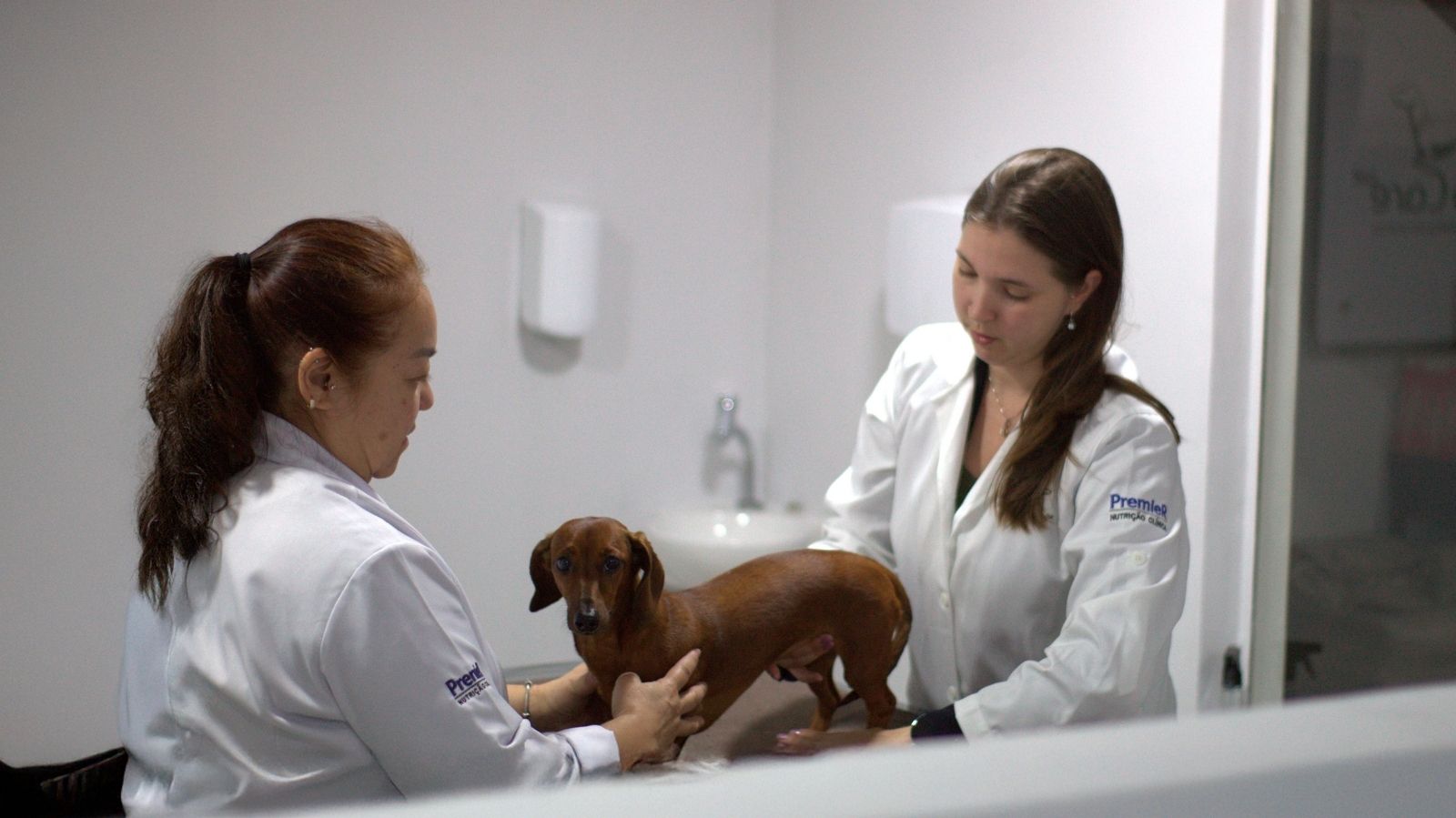 Estágio obrigatório em veterinária - Fisio Care Pet