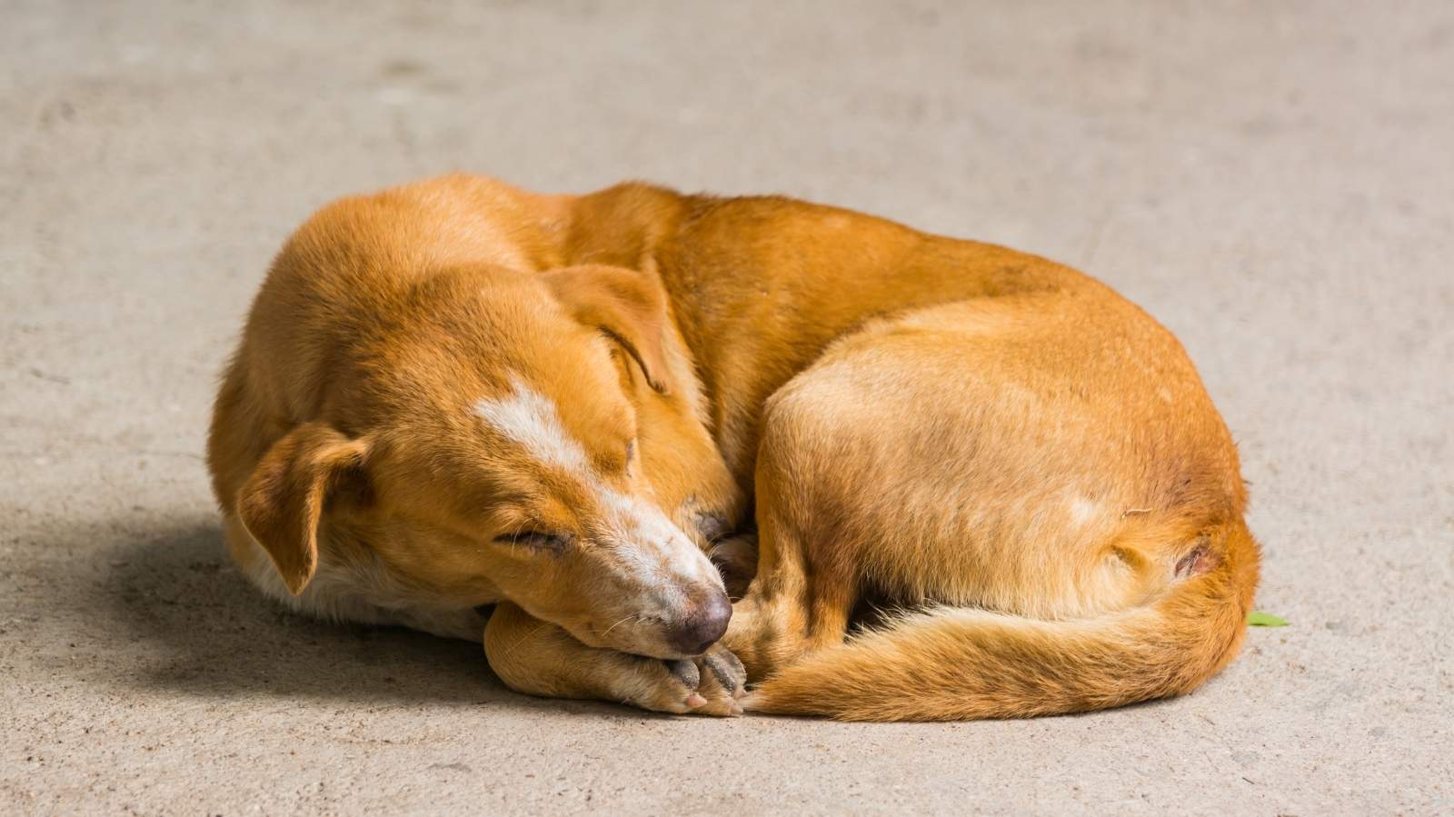 Tratamentos indicados para cachorro com problema no fígado