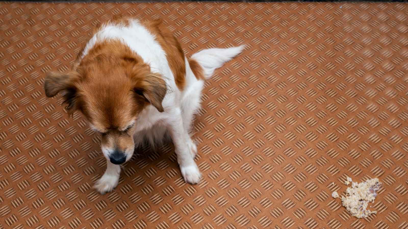 Cachorro com diarreia e vomitando: pode ser virose?