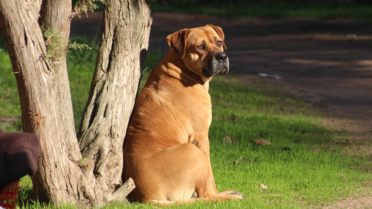 5 dicas para criar um Fila Brasileiro
