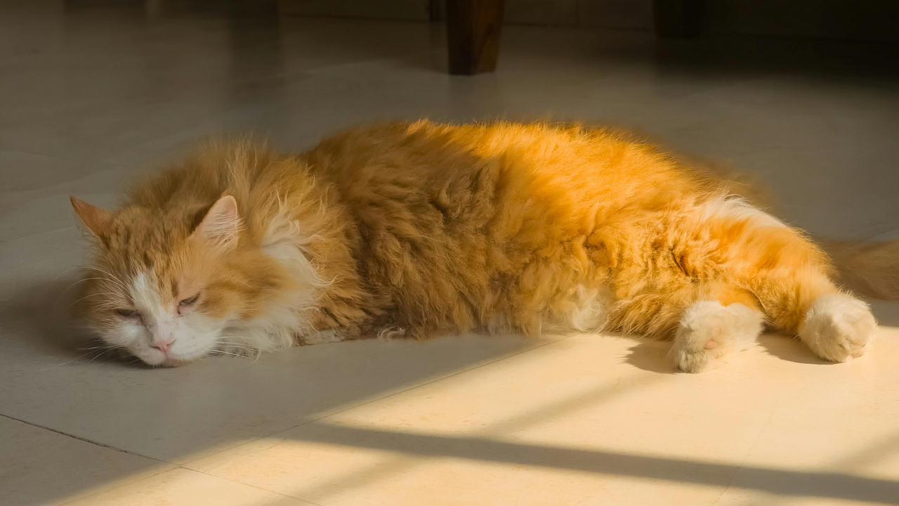 Fevereiro Laranja: conscientização sobre a leucemia em gatos