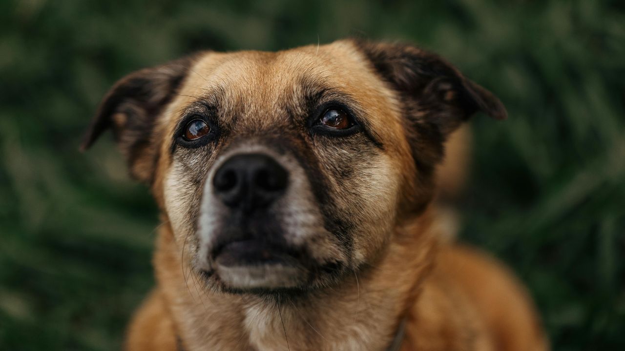 Coronavirose canina: saiba o que é, os sintomas e os tratamentos