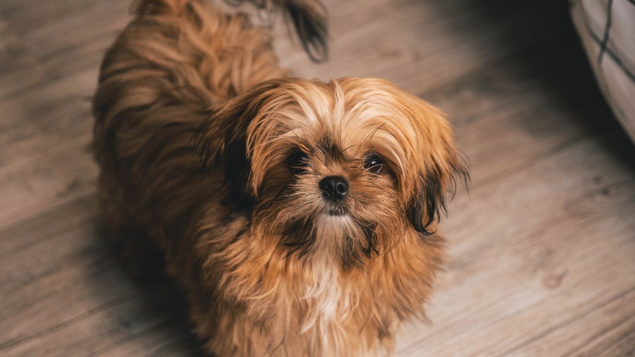 Shih Tzu vomitando espuma branca: alerta de indigestão