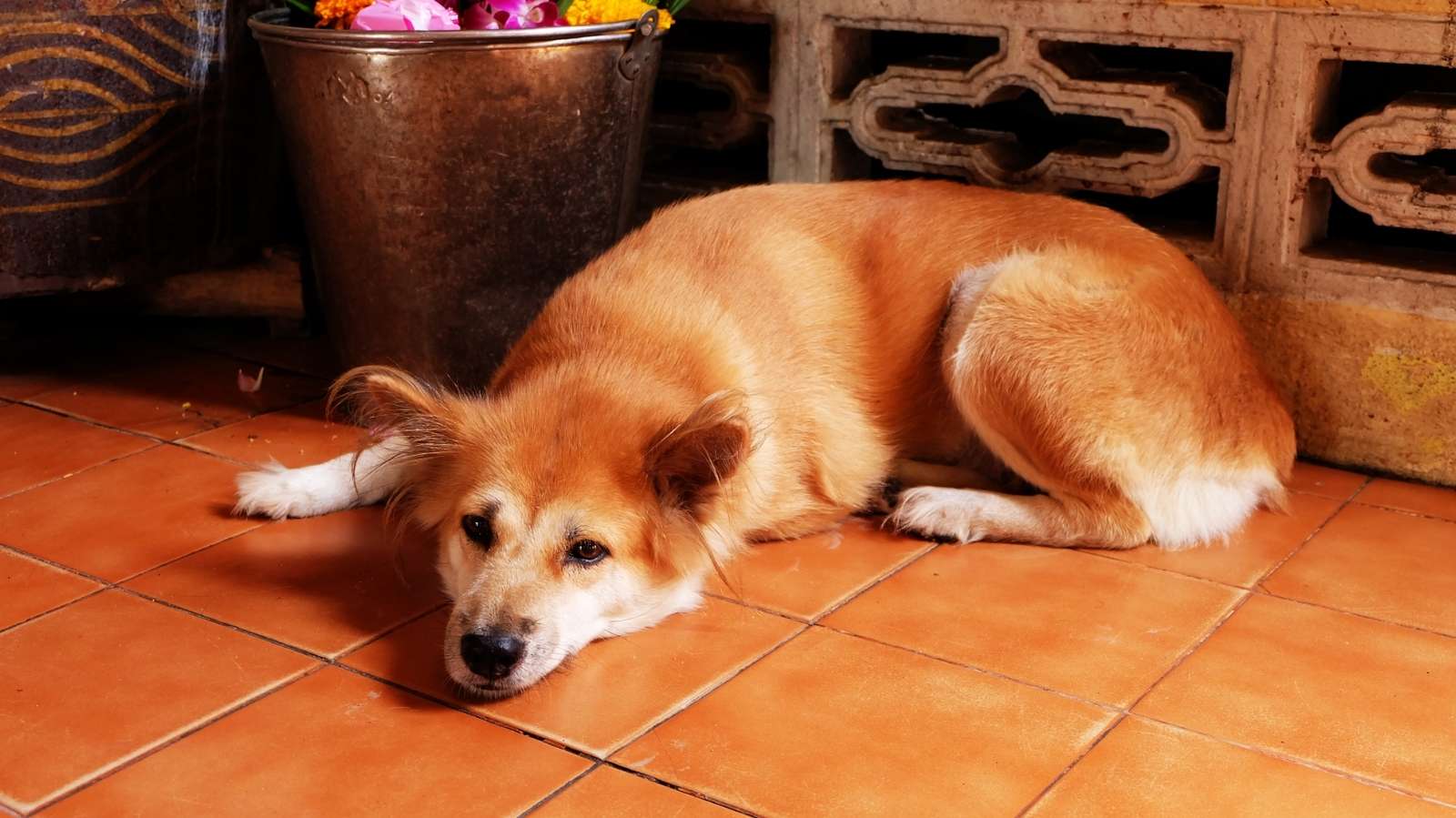 Tratamento para cachorro com hérnia de disco: Fisio Care Pet Piracicaba