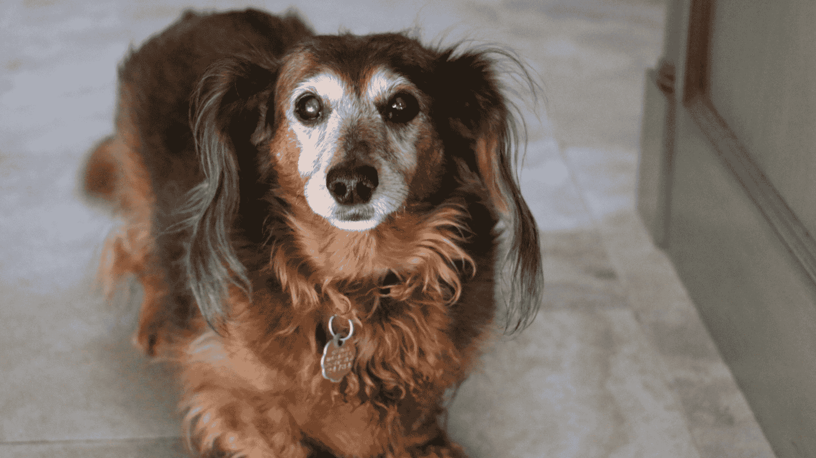 cachorro com dificuldade de locomoção