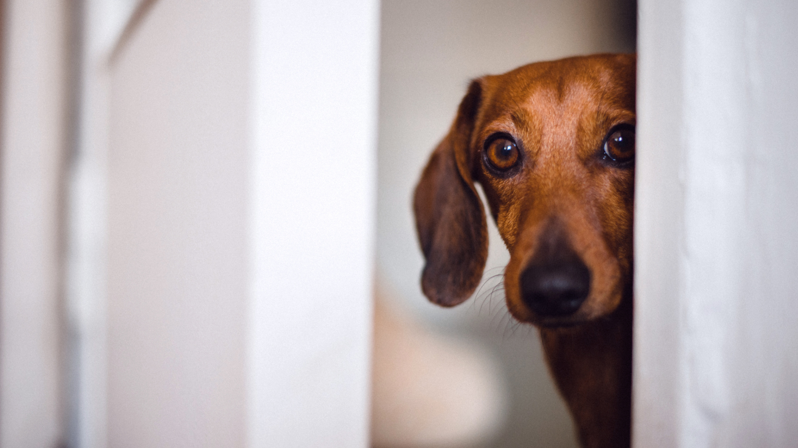 Saiba os sintomas da crise de ansiedade em cachorro
