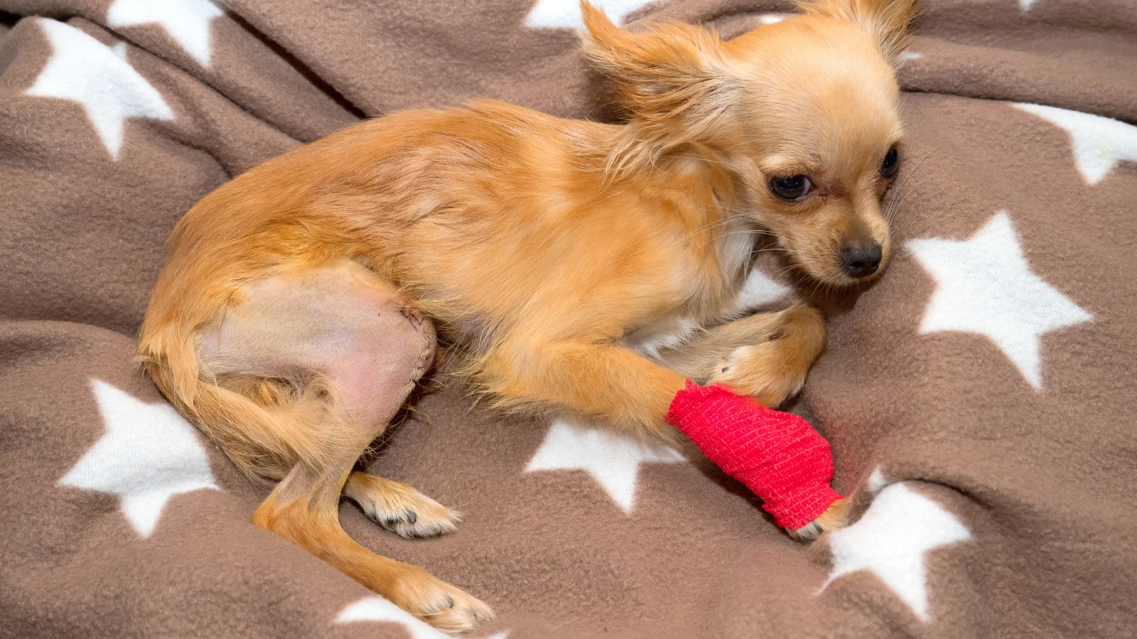 Tratamentos indicados para luxação de patela em cães