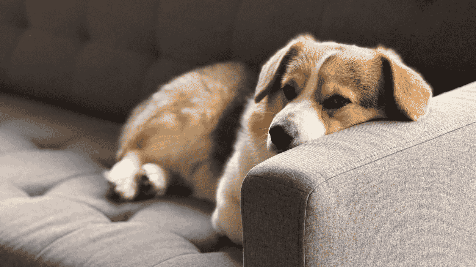 Tratamento de fisioterapia para cachorro com problema na coluna