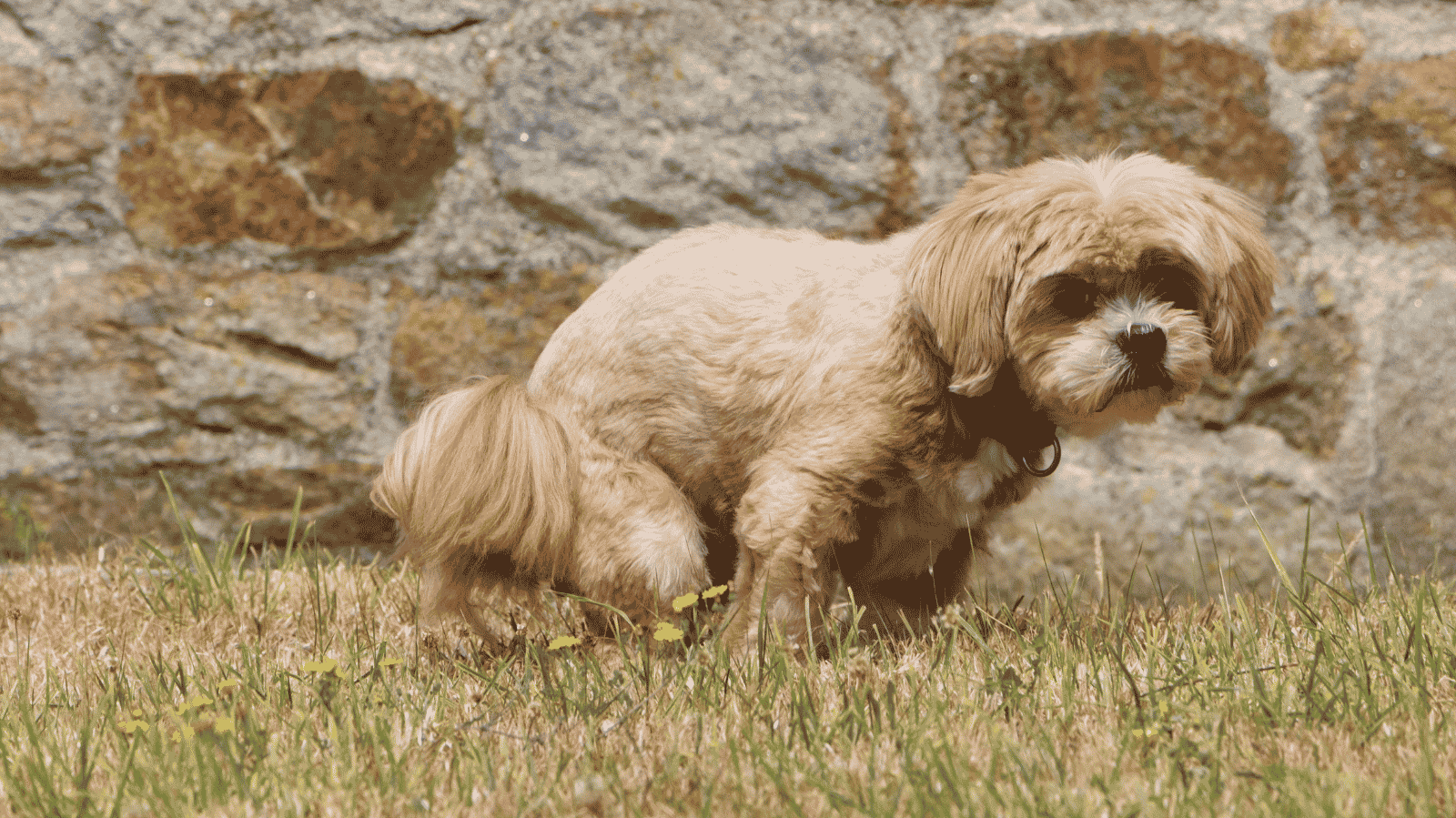 Cachorro com diarreia