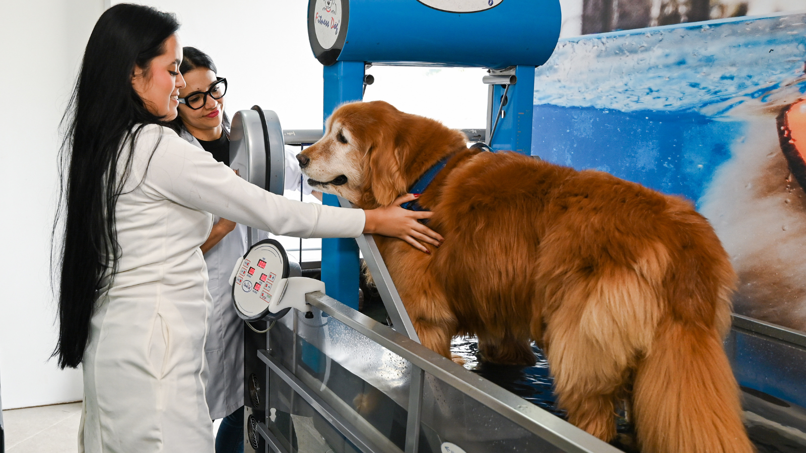 Fisio Care Pet brooklin