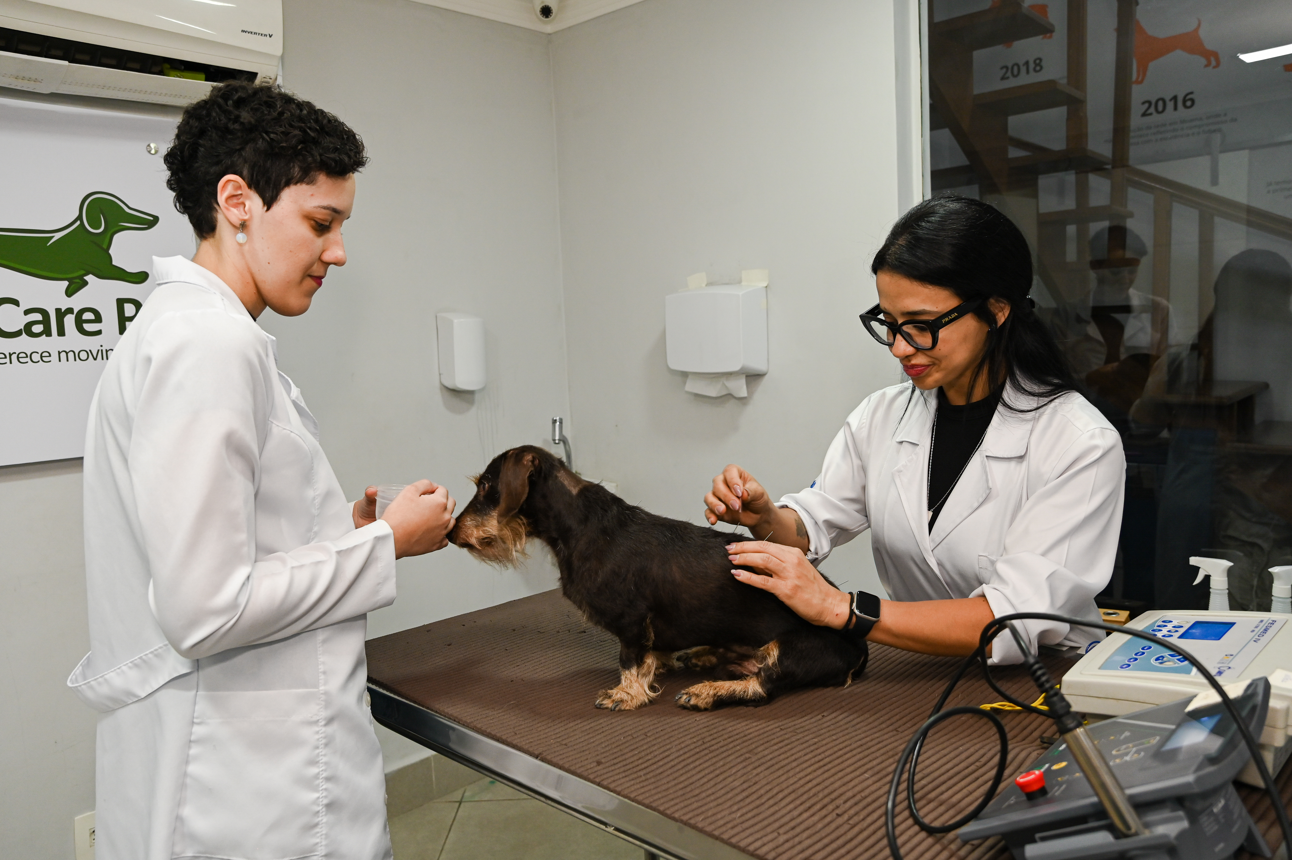 Médicas-veterinarias fisiatras fazendo o tratamento de acupuntura veterinária em um cachorro Salsicha - Fisio terapia Veterinária Rio Branco