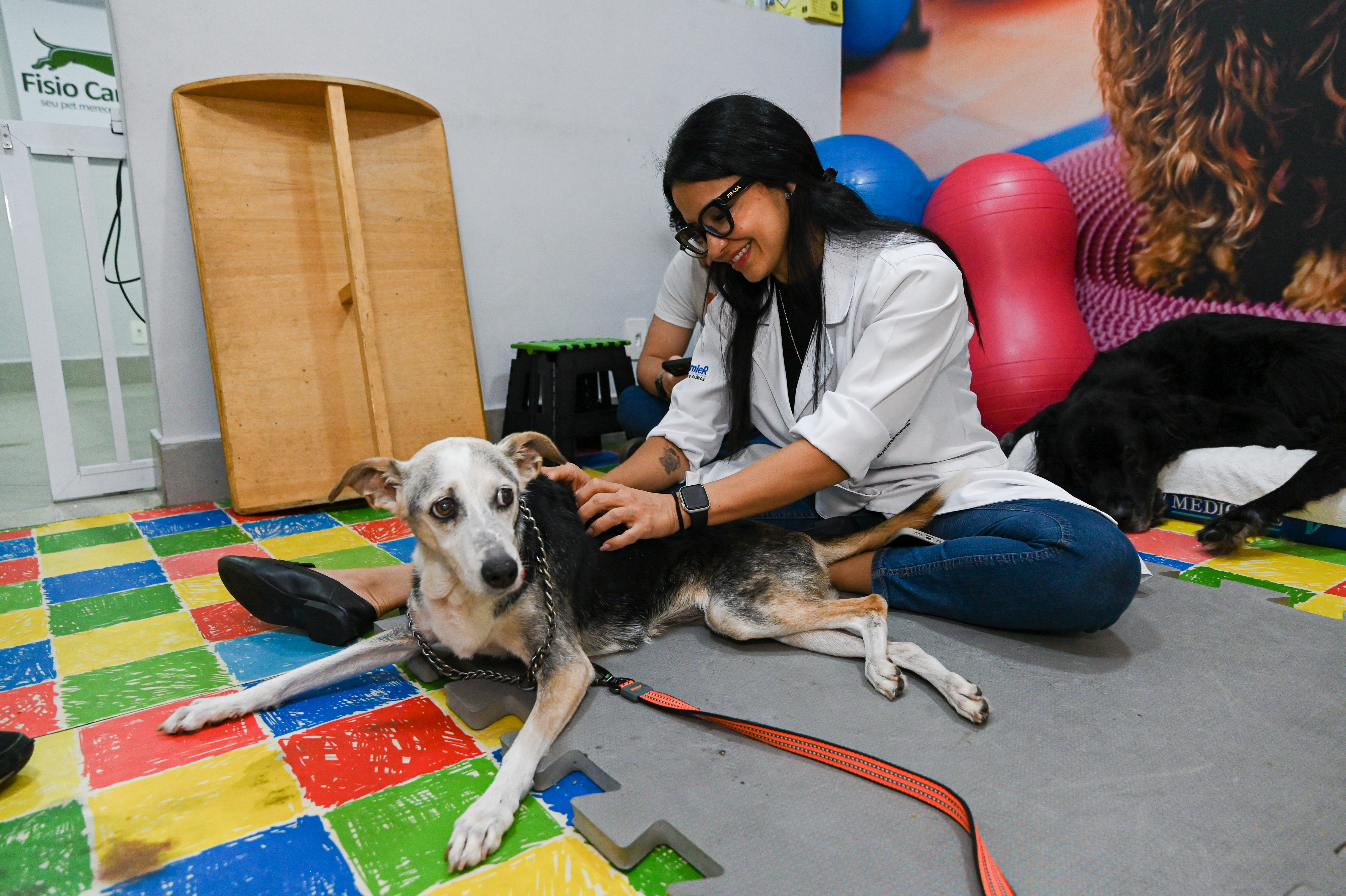 Dra. fazendo exercício em um cachorro. - Fisioterapia Veterinária Tijuca